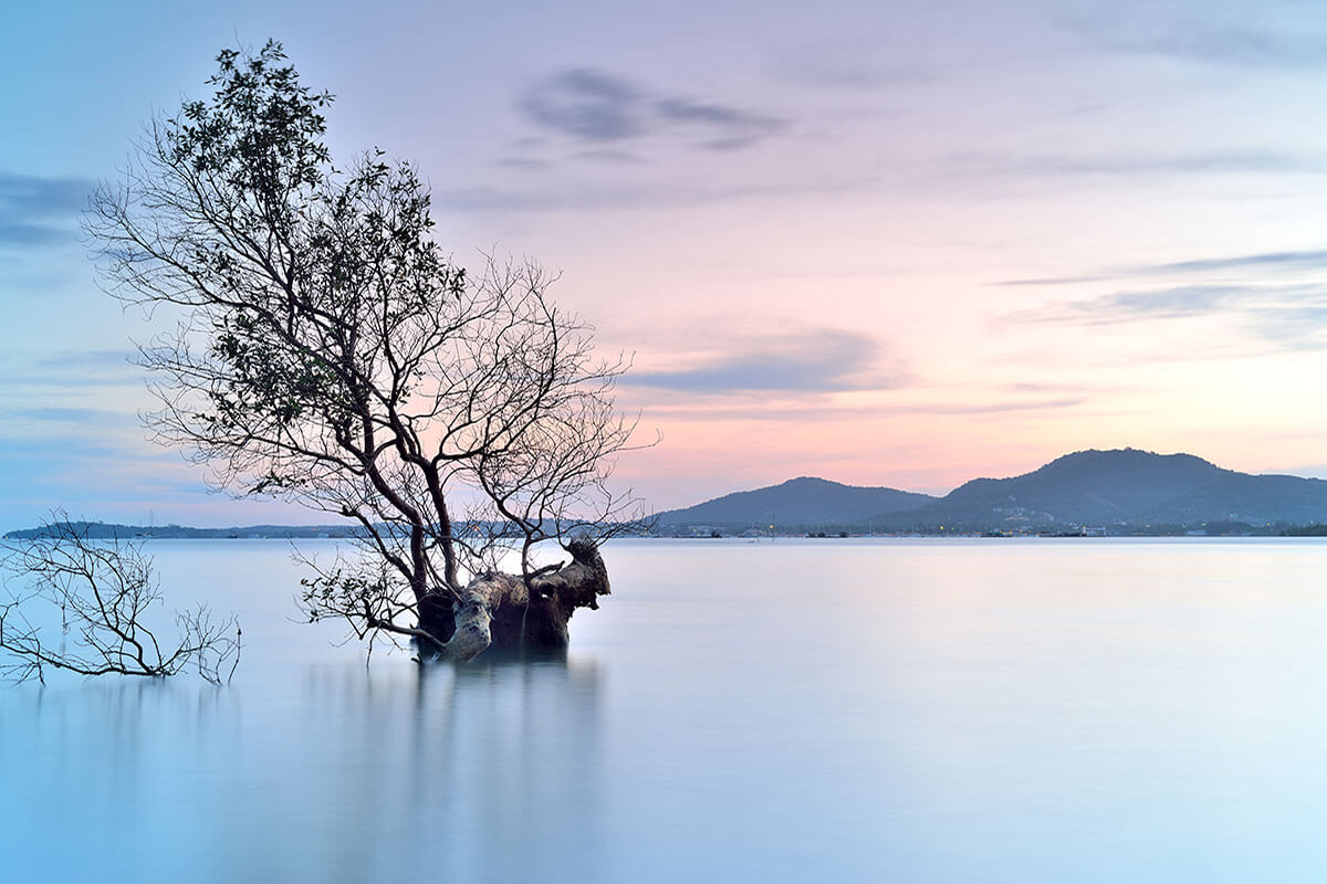 Tree in the water reflecting the daytime impact of chronic insomnia