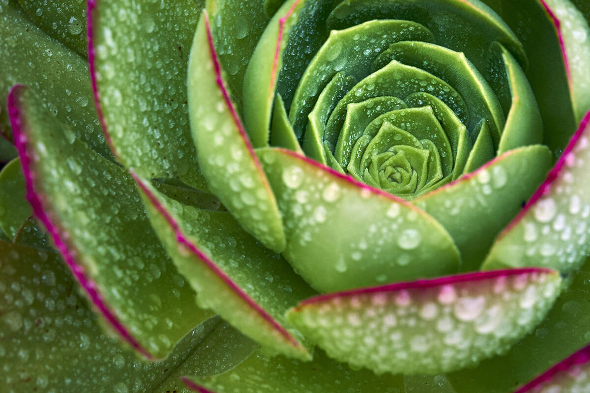Repeating patterns to a plant anatomy illustrating compulsive behavior linked to OCD