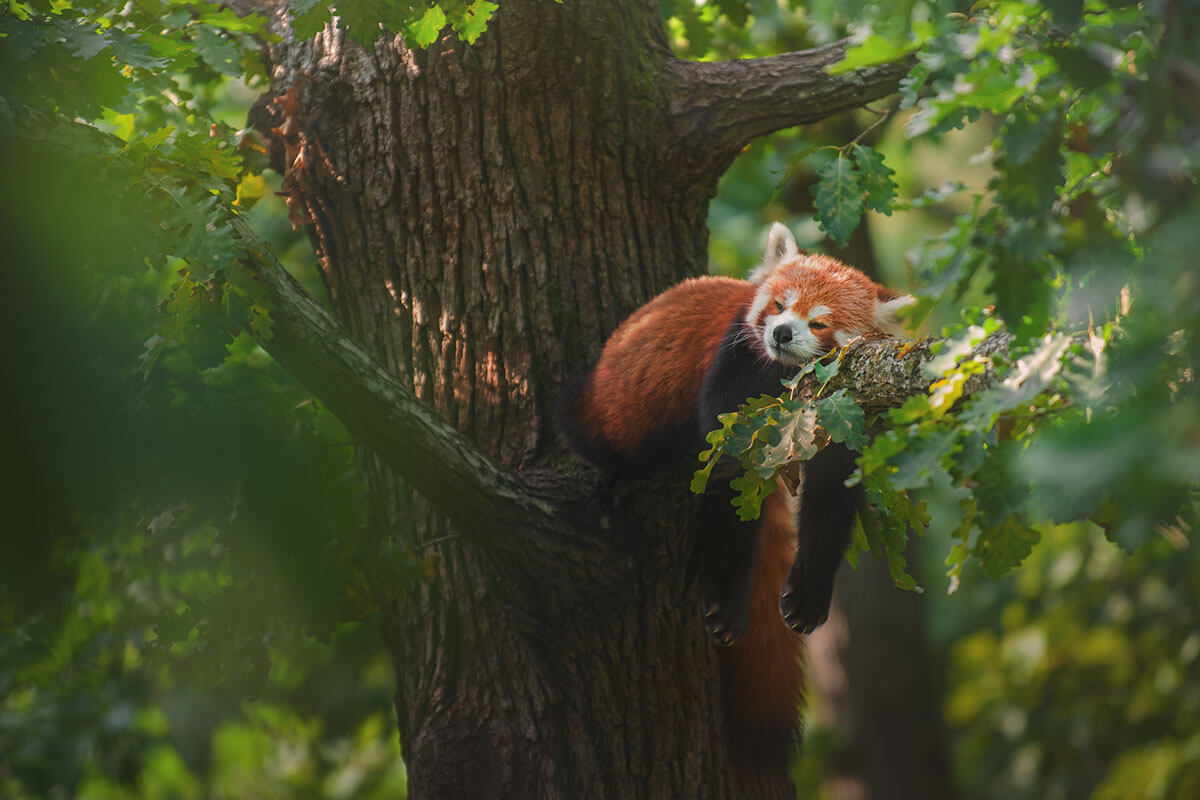 Sleeping in the middle of the day symbolizing insomnia's daytime toll